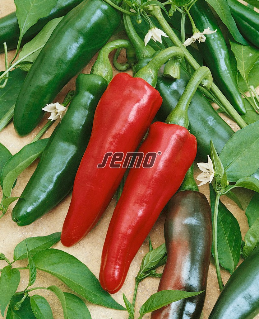 semo-zelenina-paprika-rocná-jalahot2