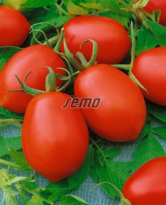 semo-zelenina-rajčina-kríčková-denar2