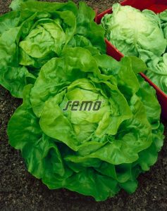 semo-zelenina-salat-hlavkovy-jupiter2