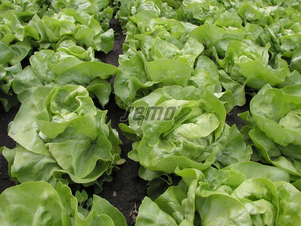 semo-zelenina-salat-hlavkovy-mars