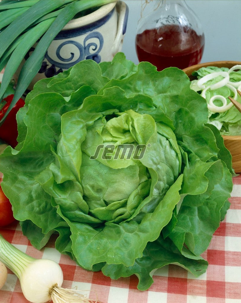 semo-zelenina-salat-hlavkovy-mars2