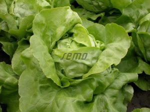 semo-zelenina-salat-hlavkovy-marsalus1