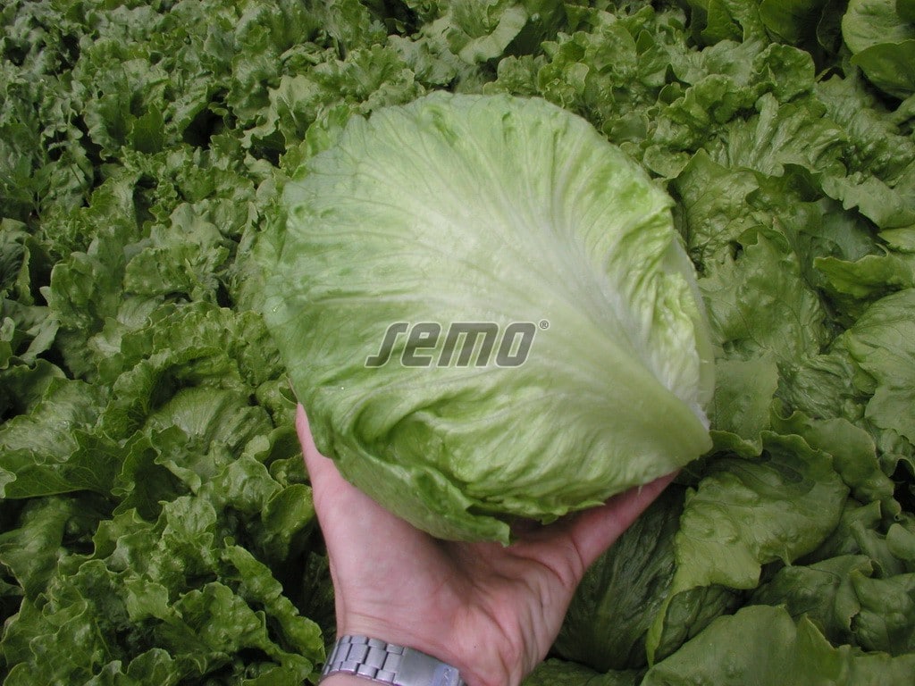 semo-zelenina-salat-hlavkovy-maximo