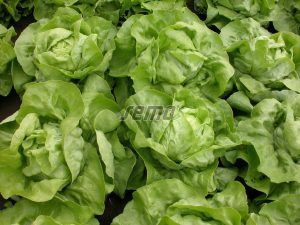 semo-zelenina-salat-hlavkovy-merkurion